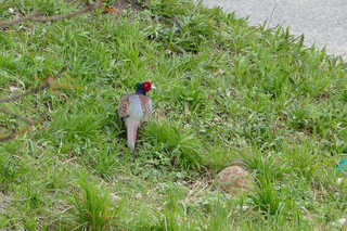 P1760880htrs.jpg