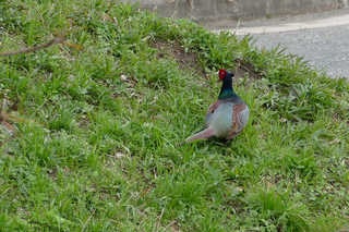 P1760898htrs.jpg