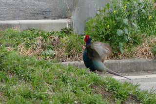 P1760926htrs.jpg