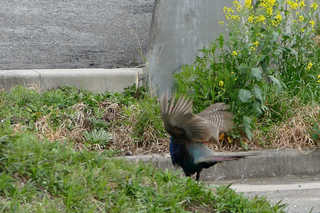 P1760929htrs.jpg