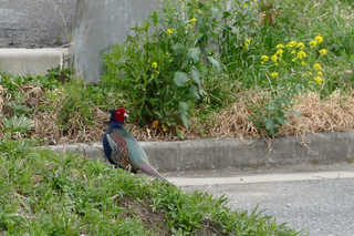 P1760932htrs.jpg
