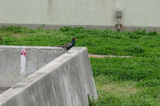P1760943htrs.jpg