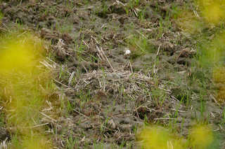 P1770008htrs.jpg