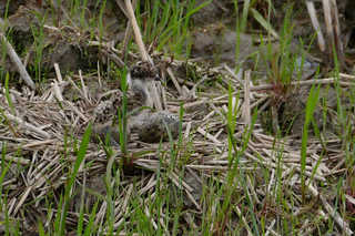P1790806htrs.jpg