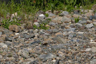 P1880208htrs.jpg