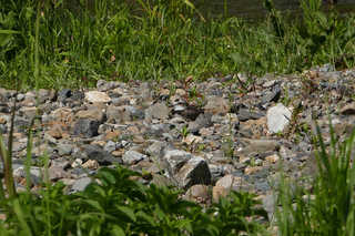 P1880297htrs.jpg