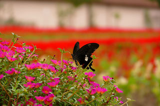 resize0000540.jpg
