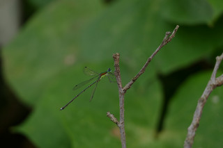 resize0010.jpg