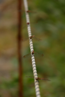 resize0011.jpg