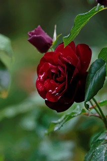 resize1878.jpg